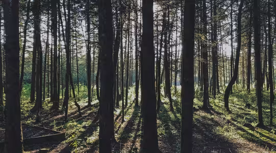 Sunlight streams through a dense forest, casting long shadows from tall trees onto the forest floor. The scene is lush and green, evoking a calm and serene atmosphere.
